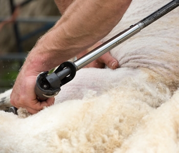 Book a shearing course