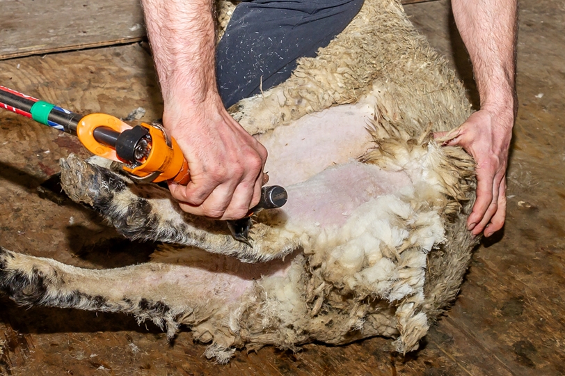 A summer of Shearing Records