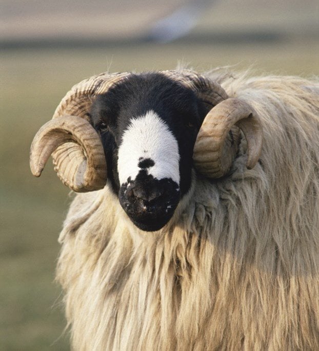 British sheep breeds | British Wool