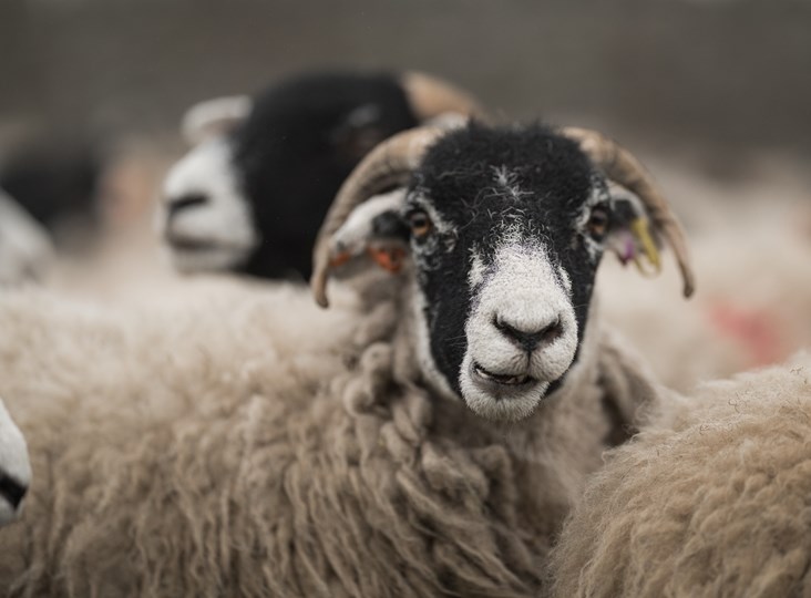 Petition for British Wool to be used in all public financed building projects