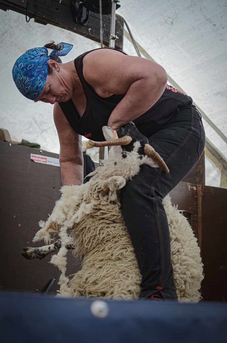 Scottish female sheep shearer World Record attempt