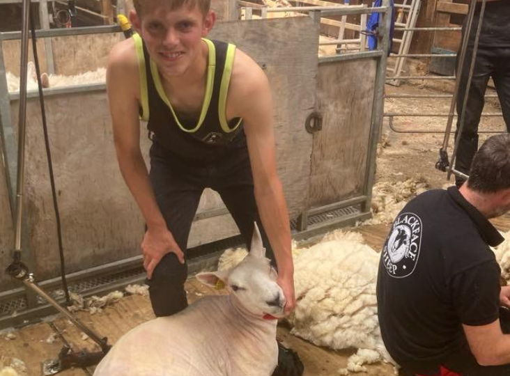 50% off British Wool Shearing Courses for Young Farmers’