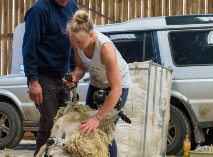 2025 British Wool Shearing Courses go LIVE in February