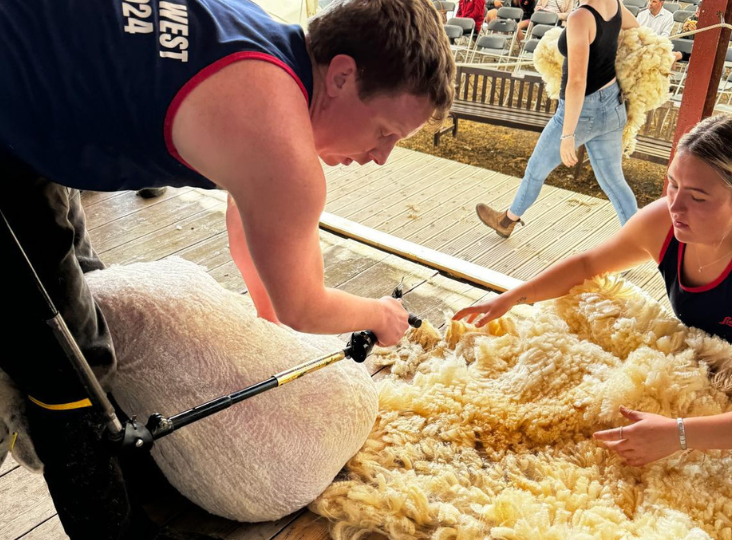 British Wool 2025 shearing training courses go live